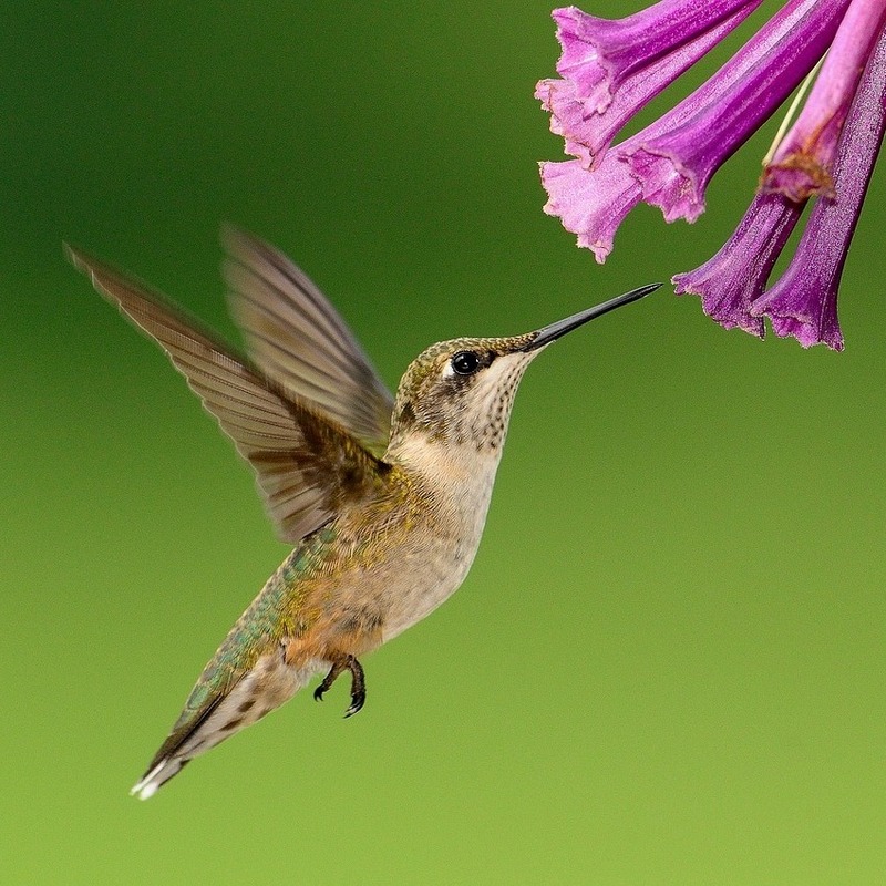 Proč CoLibri